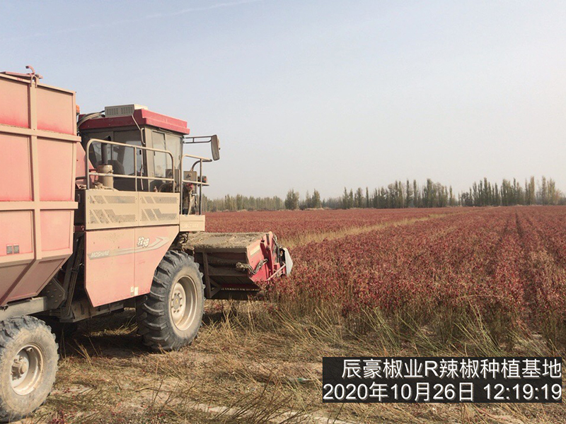 新疆辣椒種植基地收獲中